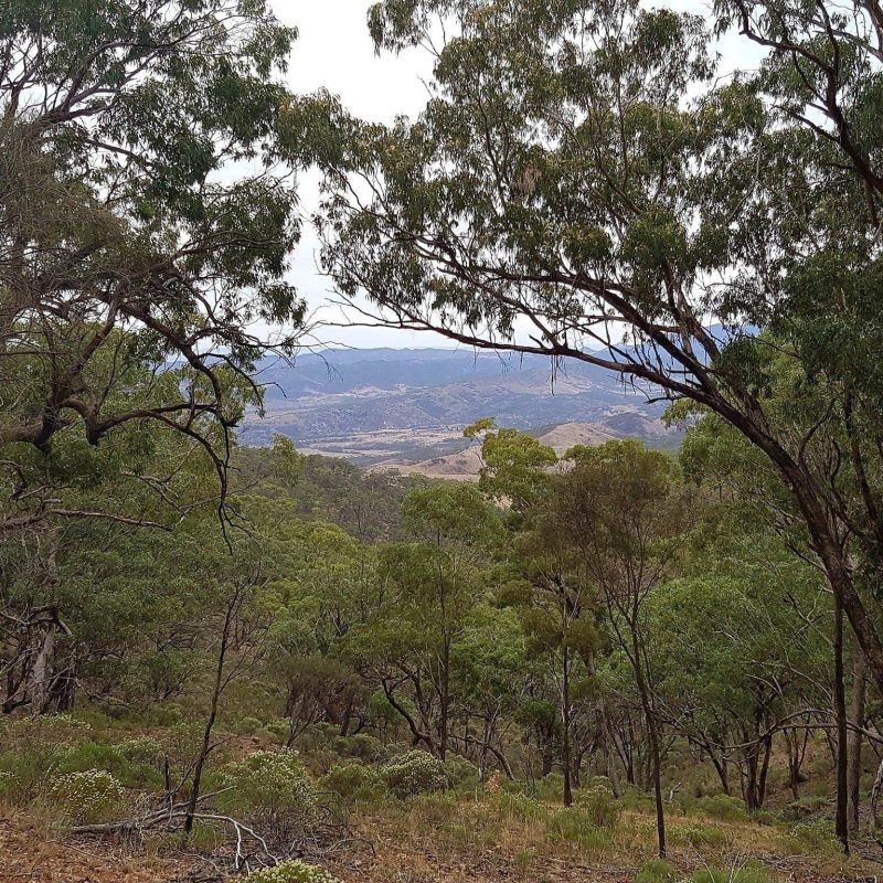 The view from a walking track in Mount Brown Conservation Park