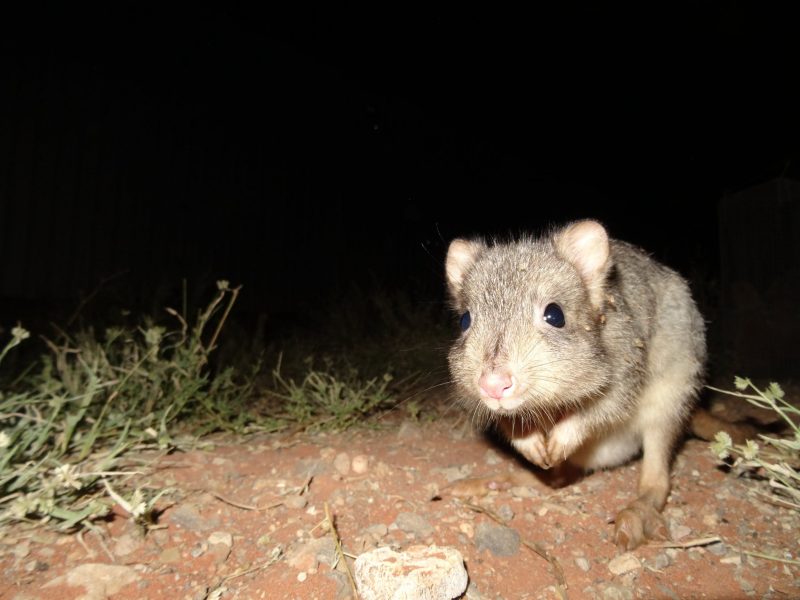 ATDW Arid Recovery Sunset Tour.jpeg A burrowing bettong at the Arid Recovery Reserve