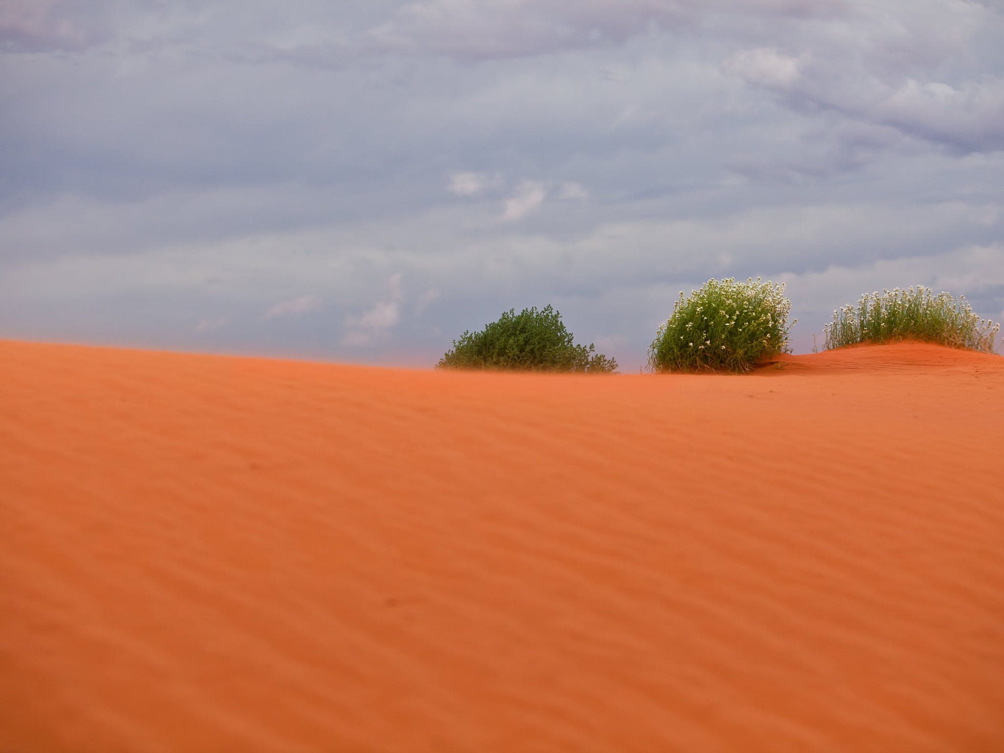 MungaThirri Simpson Desert Conservation Park and