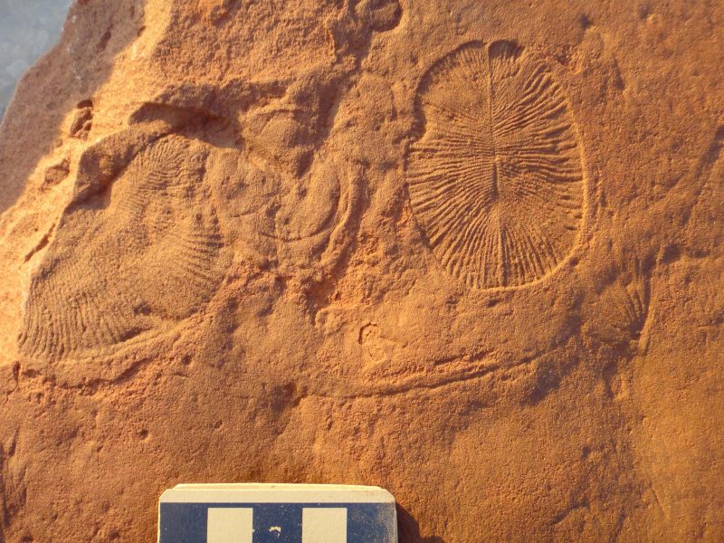 Fossils Flinders Ranges