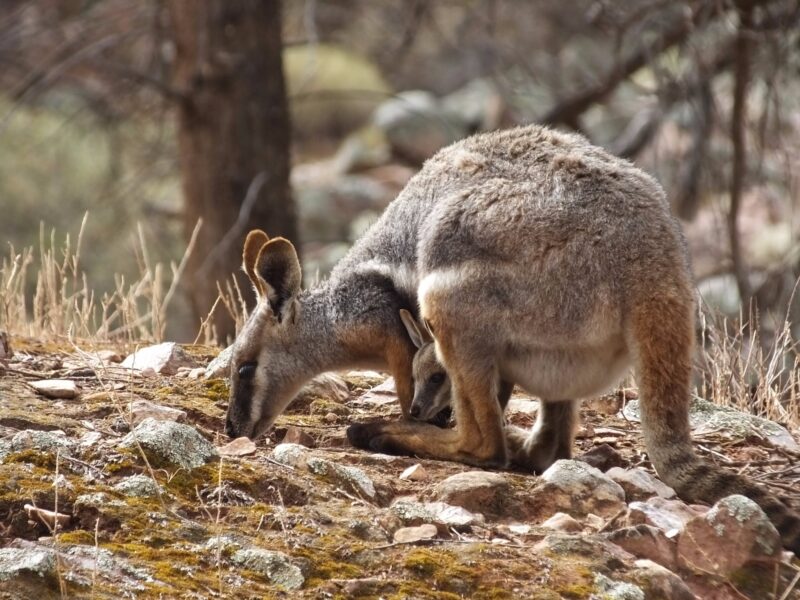 Yellow Footed Rock Wallaby with joey in pouch