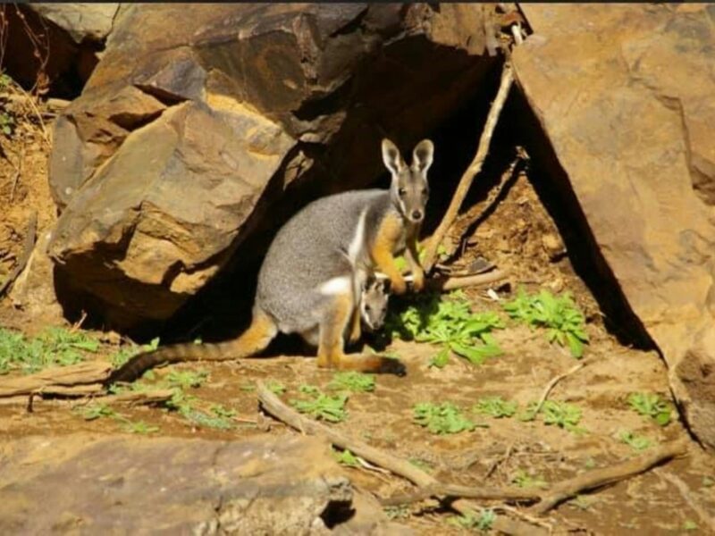 Yellow Footed Rock Wallaby