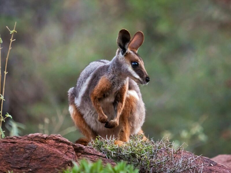 Arkaroola Wilderness Sanctuary