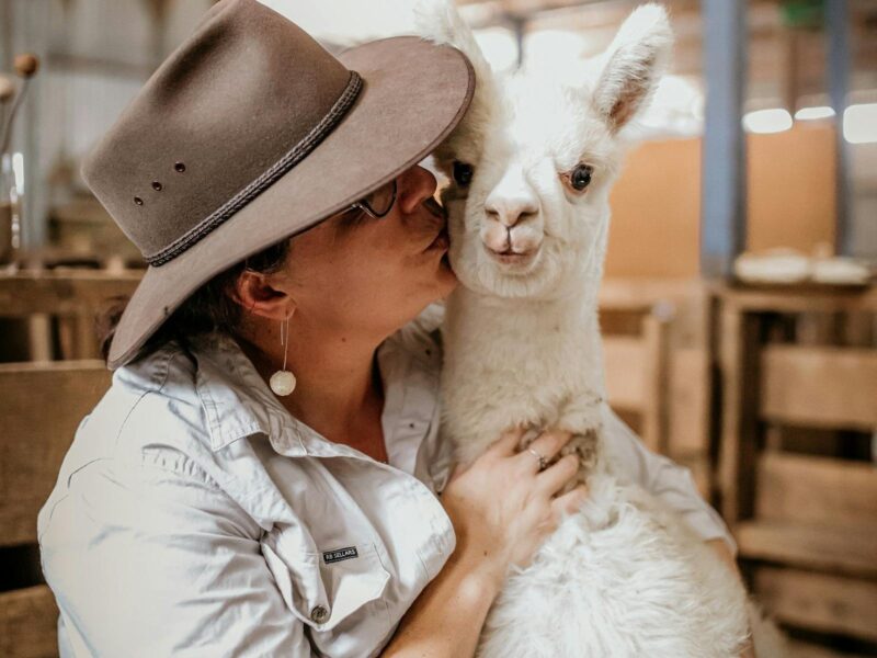 If you are really lucky you might be able to get a kiss from one of our friendly alpacas