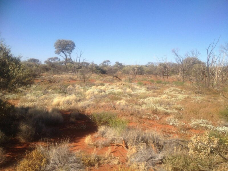 The vast vegetated dunes of Tallaringa Conservation Park