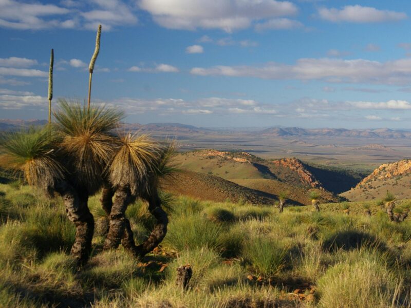 Grass Tree