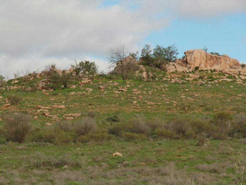 A nice view over Hawker and towards Wilpena Pound from this point.