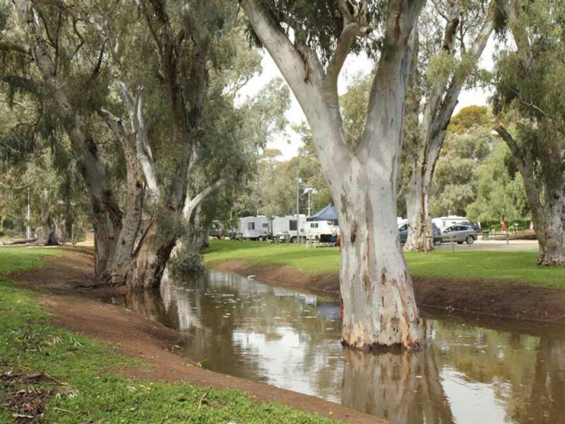 Gum trees lining the Crystal Brook with caravans in the background