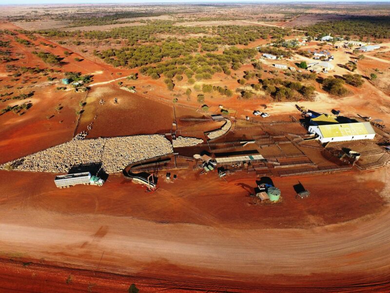 Birds eye view of sheep yards with sheep in it