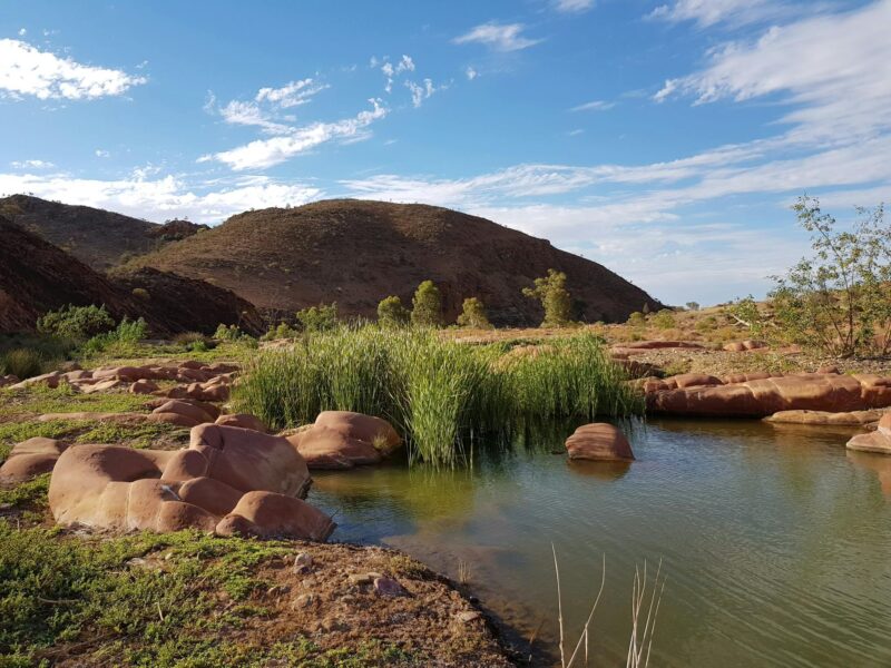 A permanent waterhole with an abundance of bird life and wildlife, you never know what you will find