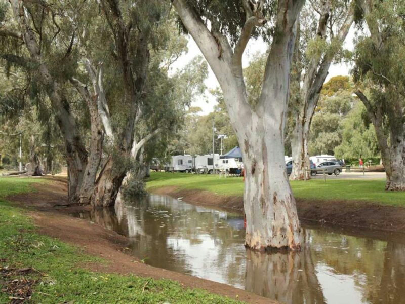 ATDW Crystal Brook Caravan Park.jpeg Gum trees lining the Crystal Brook with caravans in the background