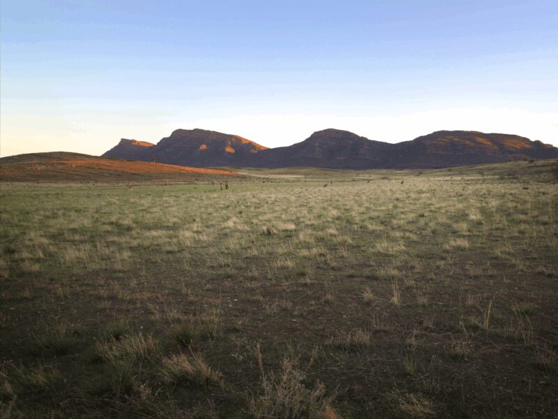 ATDW Ikara Flinders Ranges National Park.jpeg flinders-ranges