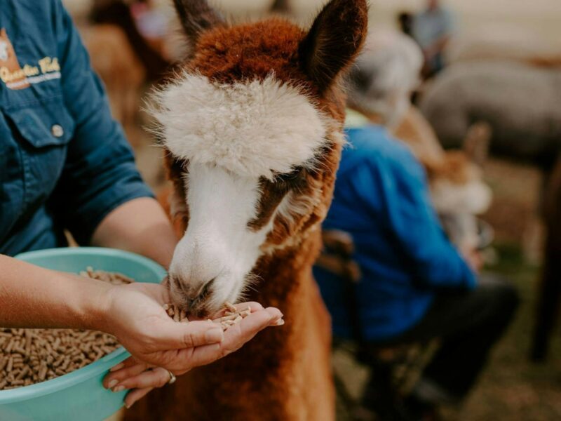 ATDW Quentin Park Alpacas And Studio Gallery.jpeg Hand feeding an alpaca called Bobby in Peterborough at Quentin Park Alpacas and Studio Gallery