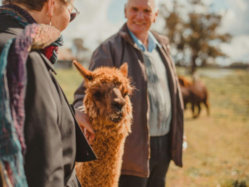 An older couple handfeeding and meeting an alpaca in the Alpaca Meet and Greet Experience