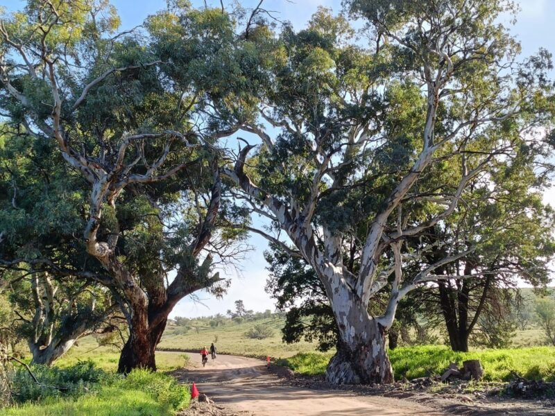 Flinders Ranges Ebike Tour