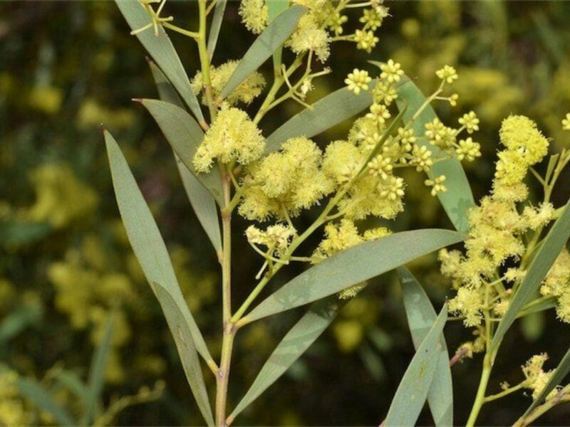 Acacia Quornensis