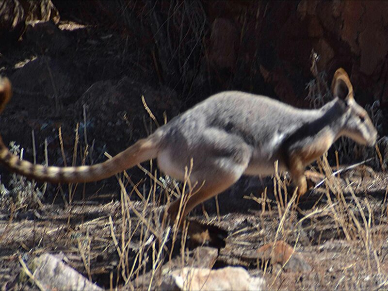 FLINDERS RANGES