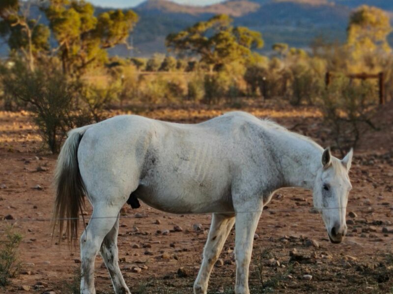 "Dozey" Wilkydoo Equine Connections' grand old man is an elder horse standing in front of mountains.