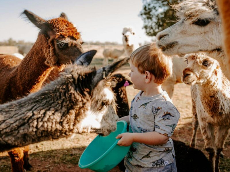 A kid feeding the alpacas during an alpaca meet and greet experience